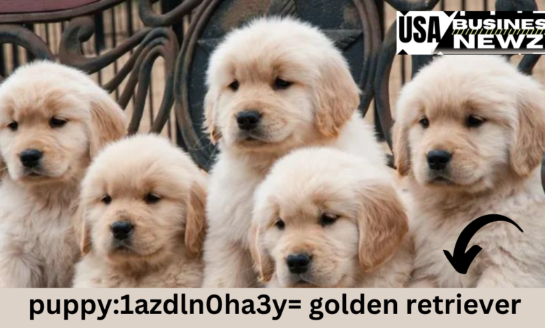 puppy:1azdln0ha3y= golden retriever