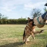When to File a Lawsuit After a Dog Bite Injury