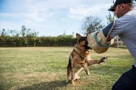 When to File a Lawsuit After a Dog Bite Injury